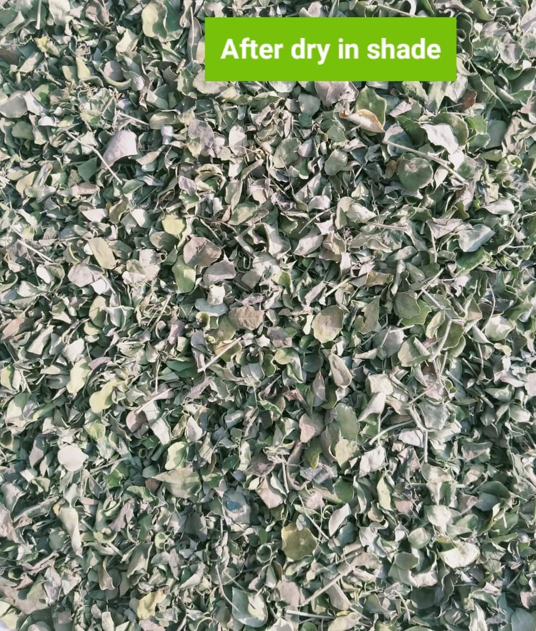 moringa drying
