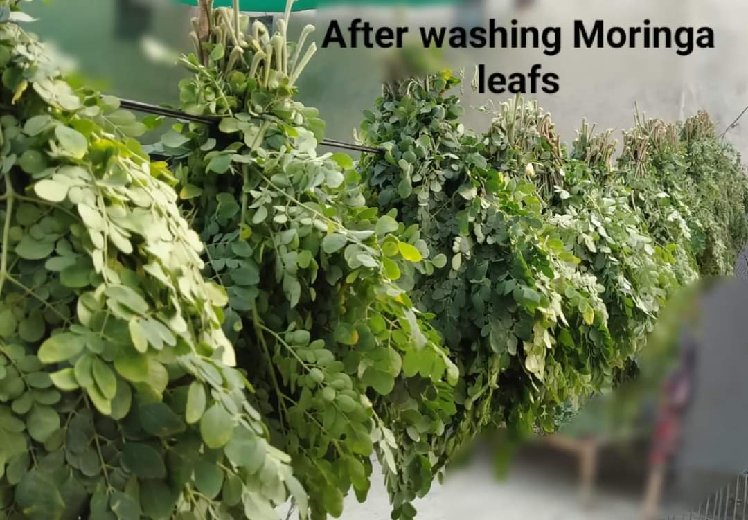 moringa washing